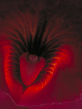 Buy Close-up of Orchid at AllPosters.com
