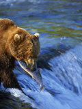 Buy Grizzly Bear with Salmon, Brooks Falls, Katmai, AK at AllPosters.com