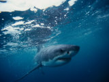 Great White Shark, South Africa