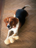 Beagle Dog with His Stuffed Animal