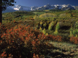 Buy Sneffels Range in Fall, San Juan Mountains, CO at AllPosters.com