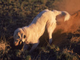 Dog Digging