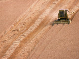Buy Harvesting Barley Field at AllPosters.com