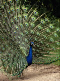 Male Peacock