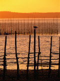 Fish Weir with Seagull, Campobello Island, Canada