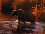 Grizzly Bear, Ursus Arctos Middendorffi, AK