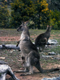 Two Kangaroos, One with a Joey in its Pouch, Australia