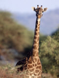 Masai Giraffe, Tarangire National Park, Tanzania