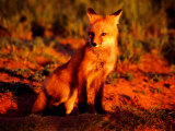 Buy Red Fox at Den at Sunrise at AllPosters.com