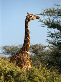 Buy Reticulated Giraffe Eating Acacia, Samburu, Kenya at AllPosters.com