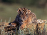 Siberian Tiger Cub, Panthera Tigris Altaica
