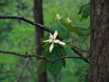 Buy Flowering Tulip Tree, TN at AllPosters.com