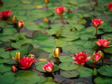 Water Lilies, Para Maria Luisa, Seville, Spain