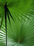 Tropical Grasses, Nadi, Viti Levu