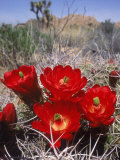 Joshua Tree, Ca, Cactus Flower