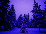 Christmas Lights on a Tiny Tree in the Forest