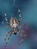 Spider on Web
