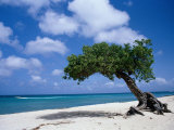 Divi-Divi Tree, Aruba