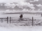 Buy Longhorn Steer, CO at AllPosters.com