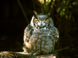 Great Horned Owl