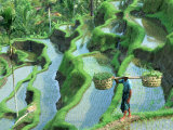 Man in Rice Paddies, Bali, Indonesia