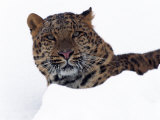 Amur Leopard in Snow, Panthera Pardus Orientalis