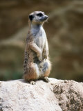 Meerkat on Guard Lookout (Mungos Mongo)