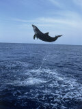 Bottlenose Dolphin Jumping