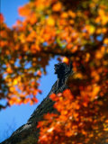 Buy Old Man of the Mt. and Fall Foliage, NH at AllPosters.com