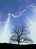 Buy Silhouette of Tree and Sky at AllPosters.com