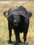African Buffalo, Syncerus Caffer, Tanzania