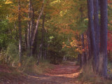 Autumn Trees in Vermont