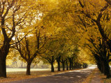 Maple Tree Grove in Park, WI