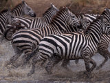 Burchell's Zebra, Equus Burchelli, Tanzania