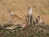 Cheetah & Cubs, Termite Mound, Masai Mara, Keny