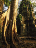 Angkor, Ta Prohm, 400-year-old Tree, Cambodia
