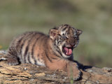 Siberian Tiger Cub, Panthera Tigris Altaica