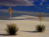 Buy Two Yuccas in Sand at AllPosters.com