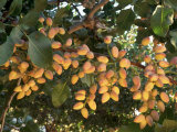 Buy Pistachio Orchard, Arbuckle, CA at AllPosters.com