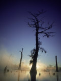 Sunrise at the Alligator Bayou Swamp, Louisiana