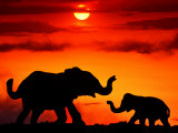 Adult and Young Elephants, Sunset Light