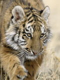 Siberian Tiger Cub, Panthera Tigris Altaica