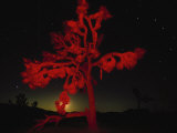 Buy Joshua Tree National Monument, CA at AllPosters.com