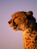 Cheetah, South Africa