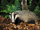 Buy Badger at AllPosters.com