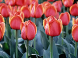 Buy Tulips at AllPosters.com