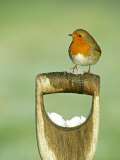 Robin, Fork Handle, Kent, UK