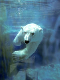 Polar Bear, Swimming Underwater, Quebec, Canada