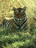 Bengal Tiger, 24 Month Male, India