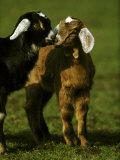 Billy Goat
